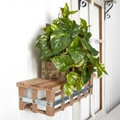 15" Pothos Ledge Plant -Flowers Michael Store D251771S 16