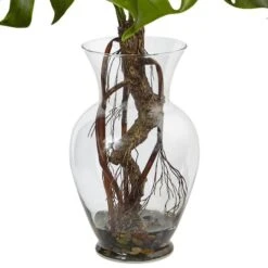 2ft. Monstera Plant In Glass Vase -Flowers Michael Store D251788S 13