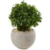 2ft. Eucalyptus Plant In Sand Colored Bowl -Flowers Michael Store D251800S 11