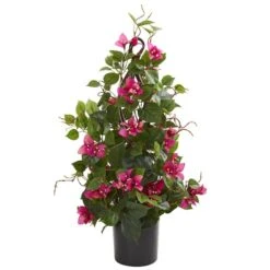2ft. Potted Bougainvillea Climbing Plant -Flowers Michael Store D251804S 11 1