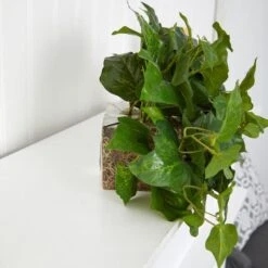 24" Green London Ivy Real Touch Artificial Ledge Plant 17 24" Green London Ivy Real Touch Artificial Ledge Plant -Flowers Michael Store D251807S 17