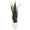 4.25ft. Sansevieria Plant In White Planter