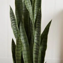 4.25ft. Sansevieria Plant In White Planter -Flowers Michael Store D251812S 13