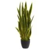 3ft. Potted Green & Yellow Snake Plant -Flowers Michael Store D251827S 11