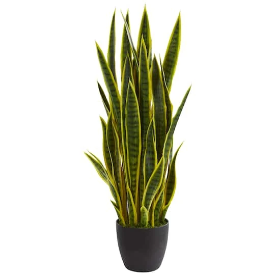 3ft. Potted Green & Yellow Snake Plant 3 3ft. Potted Green & Yellow Snake Plant