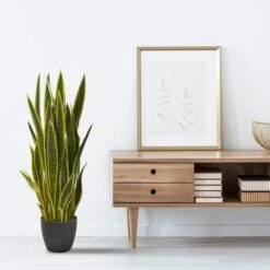 3ft. Potted Green & Yellow Snake Plant 7 3ft. Potted Green & Yellow Snake Plant -Flowers Michael Store D251827S 12