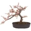 15" Potted Cherry Blossom Bonsai Silk Tree -Flowers Michael Store D251876S 11