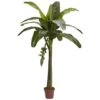 6ft. Potted Banana Tree -Flowers Michael Store D251921S 11