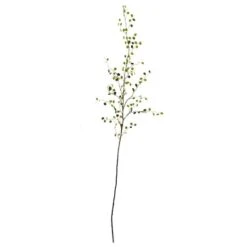 Green Night Willow Stem, 6ct.