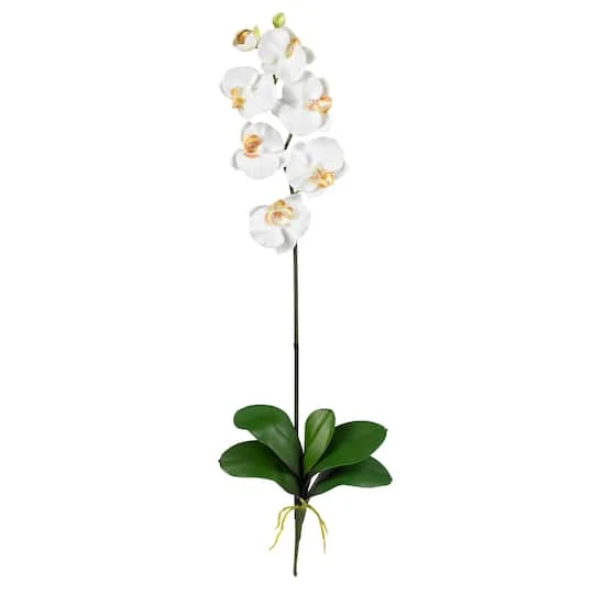 Cream Moth Orchid Stem, 6ct. 4 Cream Moth Orchid Stem, 6ct. - Image 2