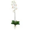 Cream Moth Orchid Stem, 6ct. -Flowers Michael Store D252196S 1