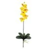 Yellow Moth Orchid Stem, 6ct.