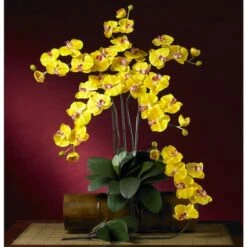 Yellow Moth Orchid Stem, 6ct. -Flowers Michael Store D252202S 3