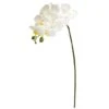 White Moth Orchid Stem, 6ct.