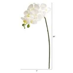 White Moth Orchid Stem, 6ct. -Flowers Michael Store D252210S 2