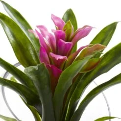 8" Purple Tropical Bromeliad Arrangement In Angled Vase -Flowers Michael Store D262058S 12