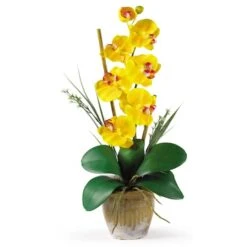 21'' Potted Yellow Moth Orchid Arrangement