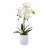 18.5" Moth Orchid In Frosted Glass -Flowers Michael Store D262171S 11