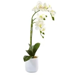 18.5" Moth Orchid In Frosted Glass -Flowers Michael Store D262171S 12