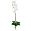 White Moth Orchid Stem, 12ct. -Flowers Michael Store D262207S 1