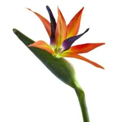 Orange Bird Of Paradise Stems, 4ct. 7 Orange Bird Of Paradise Stems, 4ct. -Flowers Michael Store D262213S 3