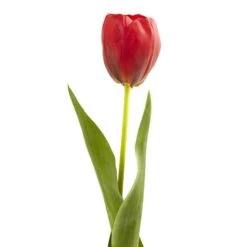 Red Tulip Stems, 8ct. -Flowers Michael Store D262220S 2