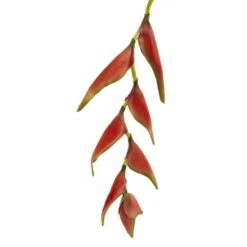 Orange Hanging Lobster Claw Flower, 4ct. 9 Orange Hanging Lobster Claw Flower, 4ct. -Flowers Michael Store D262229S 3