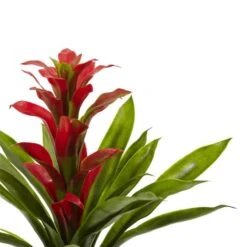 Red Bromeliad Flower, 4ct. 7 Red Bromeliad Flower, 4ct. -Flowers Michael Store D262230S 3