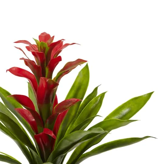 Red Bromeliad Flower, 4ct. 5 Red Bromeliad Flower, 4ct. - Image 3