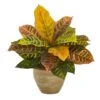 15" Garden Croton Plant In Ceramic Planter -Flowers Michael Store D262331S 1