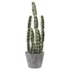 2ft. Cactus Garden In Cement Planter -Flowers Michael Store D262468S 11
