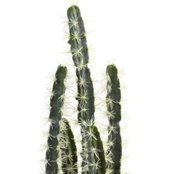 2ft. Cactus Garden In Cement Planter 9 2ft. Cactus Garden In Cement Planter -Flowers Michael Store D262468S 12