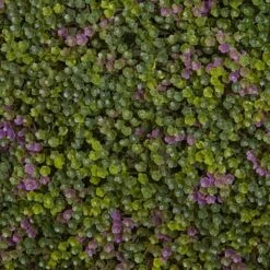 Purple & Green Clover Mat, 12ct. 13 Purple & Green Clover Mat, 12ct. -Flowers Michael Store D262472S 15