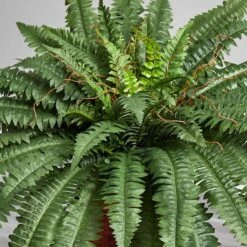 2.5ft. Boston Fern In Wood Vase -Flowers Michael Store D262481S 14