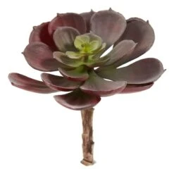 Green & Burgundy Echeveria Succulent, 12ct. -Flowers Michael Store D262489S 2
