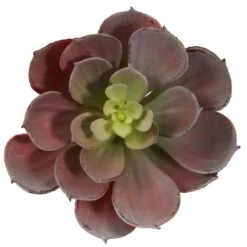 Green & Burgundy Echeveria Succulent, 12ct. -Flowers Michael Store D262489S 3