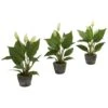11" Peace Lily With Cement Planter, 3ct. -Flowers Michael Store D262494S 11