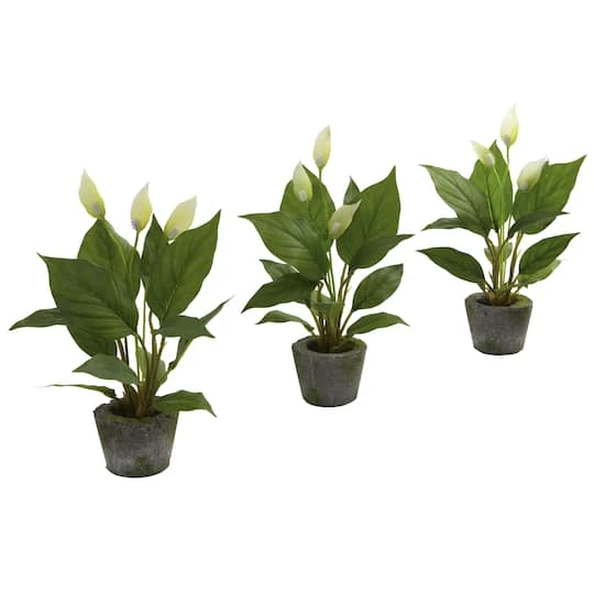 11" Peace Lily With Cement Planter, 3ct. 3 11" Peace Lily With Cement Planter, 3ct.