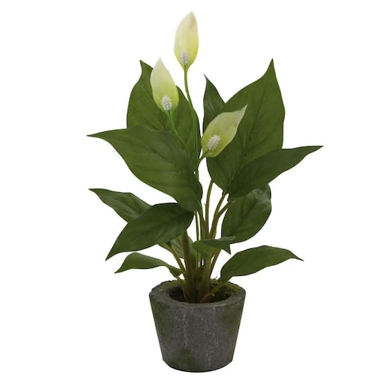 11" Peace Lily With Cement Planter, 3ct. 5 11" Peace Lily With Cement Planter, 3ct. - Image 3