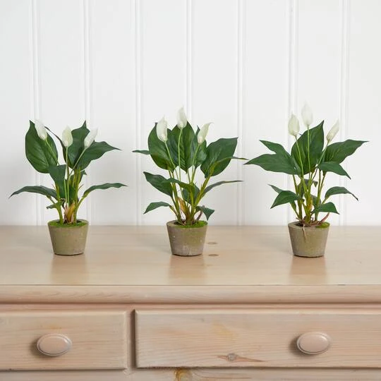 11" Peace Lily With Cement Planter, 3ct. 6 11" Peace Lily With Cement Planter, 3ct. - Image 4