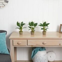 11" Peace Lily With Cement Planter, 3ct. 11 11" Peace Lily With Cement Planter, 3ct. -Flowers Michael Store D262494S 14