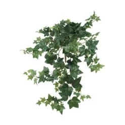 Hanging Puff Ivy, 3ct. 5 Hanging Puff Ivy, 3ct. -Flowers Michael Store D262498S 1 1