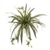 23" Spider Plant Bush, 4ct. -Flowers Michael Store D262518S 1