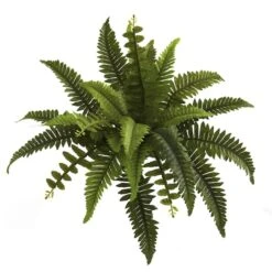 Boston Fern, 6ct. -Flowers Michael Store D262533S 12