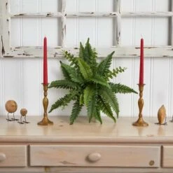 Boston Fern, 6ct. -Flowers Michael Store D262533S 13