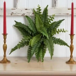 Boston Fern, 6ct. -Flowers Michael Store D262533S 14