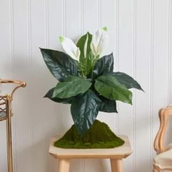 White Peace Lily Plant, 3ct. -Flowers Michael Store D262550S 12