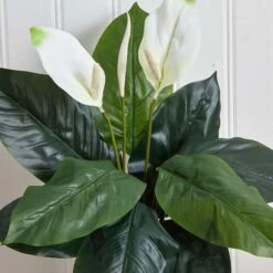 White Peace Lily Plant, 3ct. -Flowers Michael Store D262550S 14