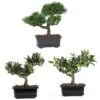 8.5" Potted Bonsai Collection, 3ct. -Flowers Michael Store D262552S 1