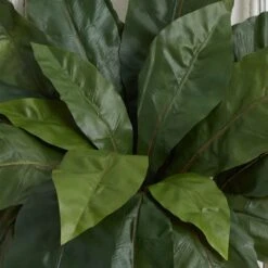 22" Bird's Nest Fern Plant, 3ct. -Flowers Michael Store D262560S 13
